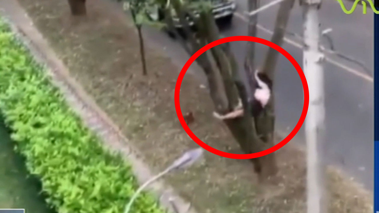 Joven Drogada Cae Aparatosamente En Un árbol