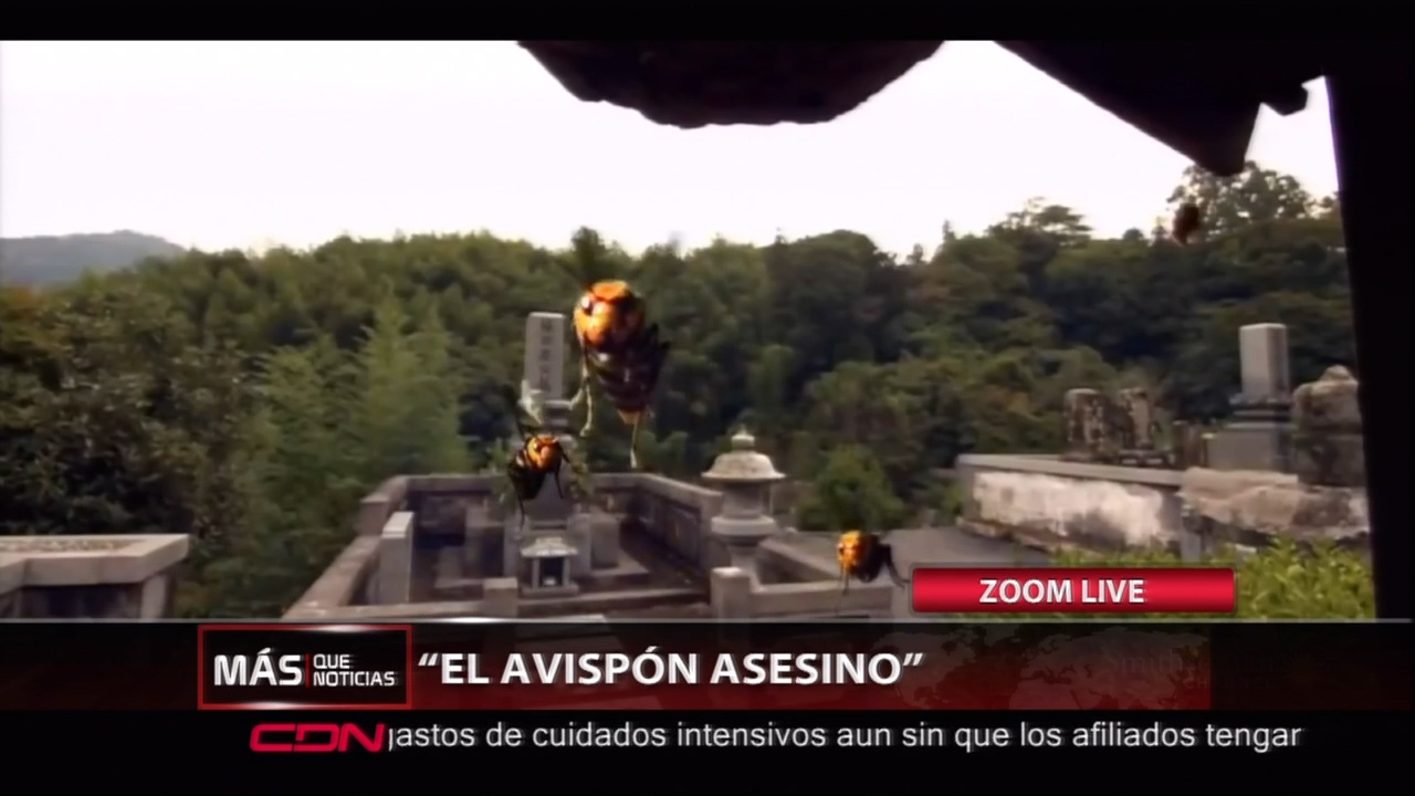 Todo Lo Que Tienes Que Saber De Los Avispones Asesinos