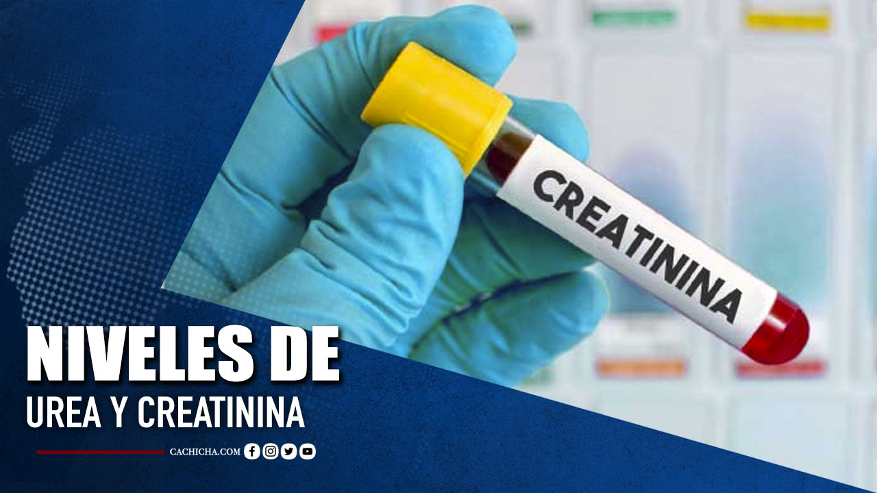 Nefrólogo Habla Sobre Los Niveles De Urea Y Creatinina | Tu Tarde