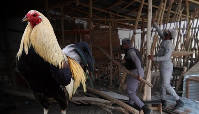 Miembros De P.N. Desmantelan GALLERA CLANDESTINA En Jarabacoa