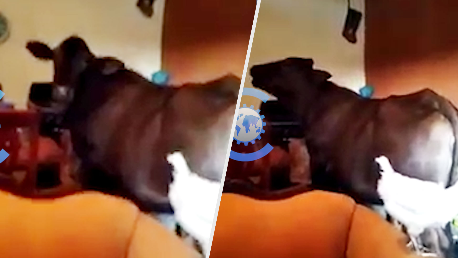 La Vaca De “Don Cenizo” Entra A La Casa De Una Vecina Y Hace Tremendo Desastre 