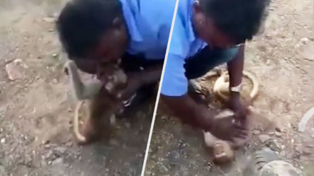 ¡Sorprendente! Taxista Le Salva La Vida A Un Mono Atacado Por Unos Perros | Reanimación  