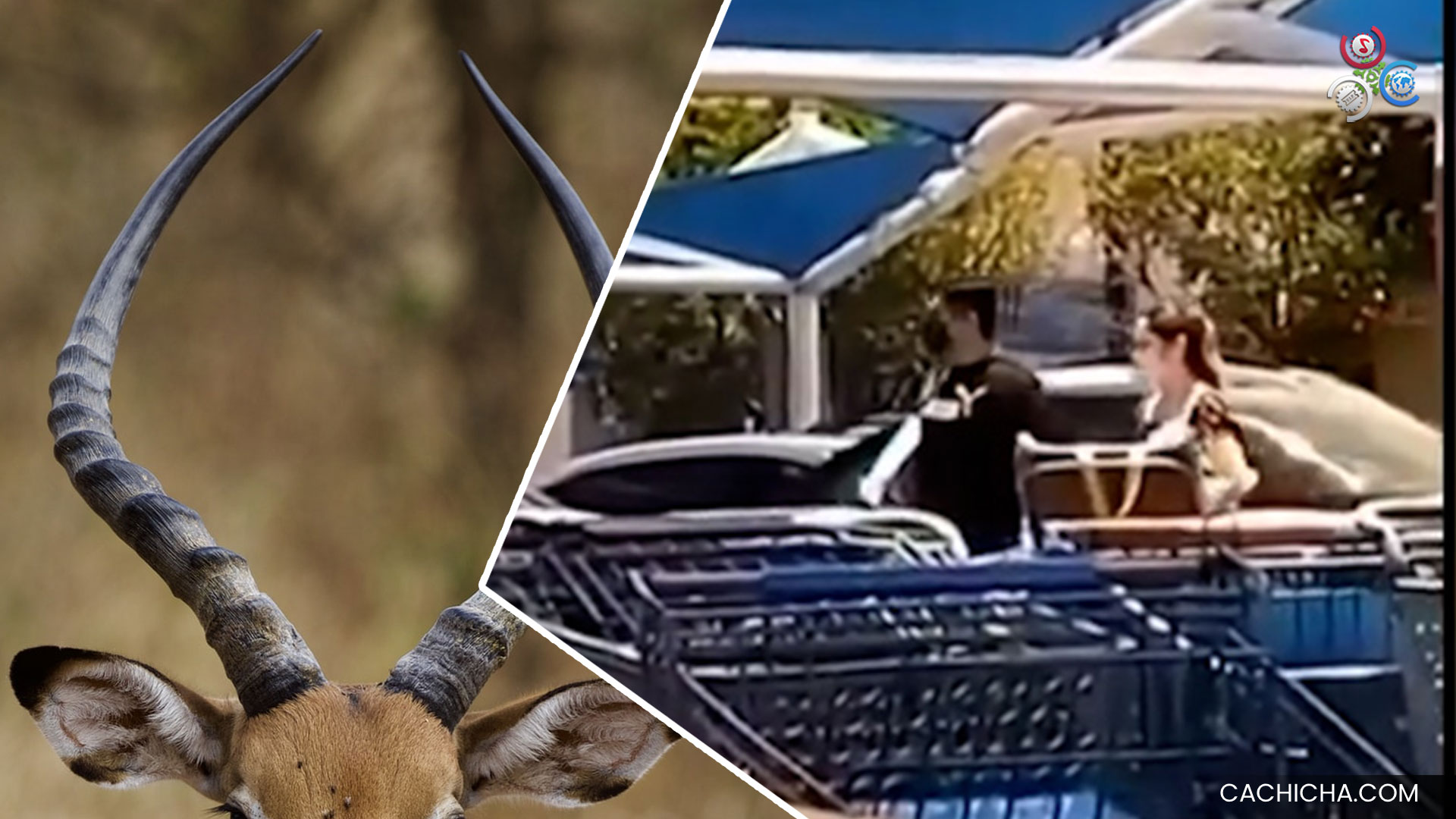 Mujer Casi Deja Calva A Supuesta Amante De Su Esposo