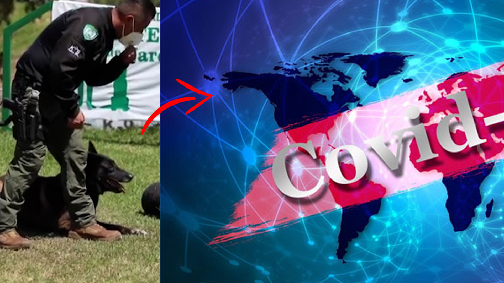 Olfato Canino, Al Servicio De La Lucha Contra El Covid-19