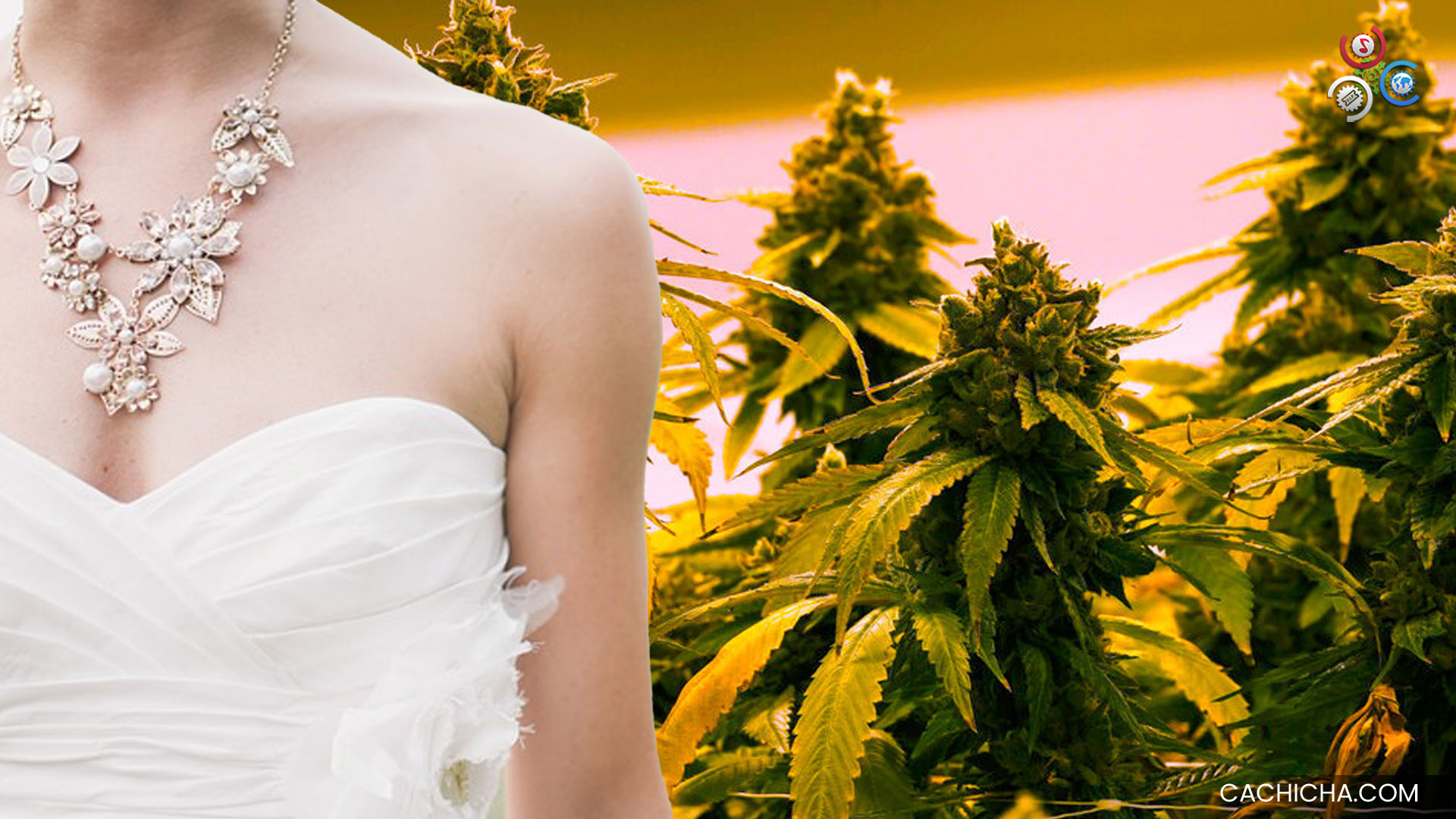 Novia De Boda Brinda Comida Hecha Con Marihuana A Los Invitado