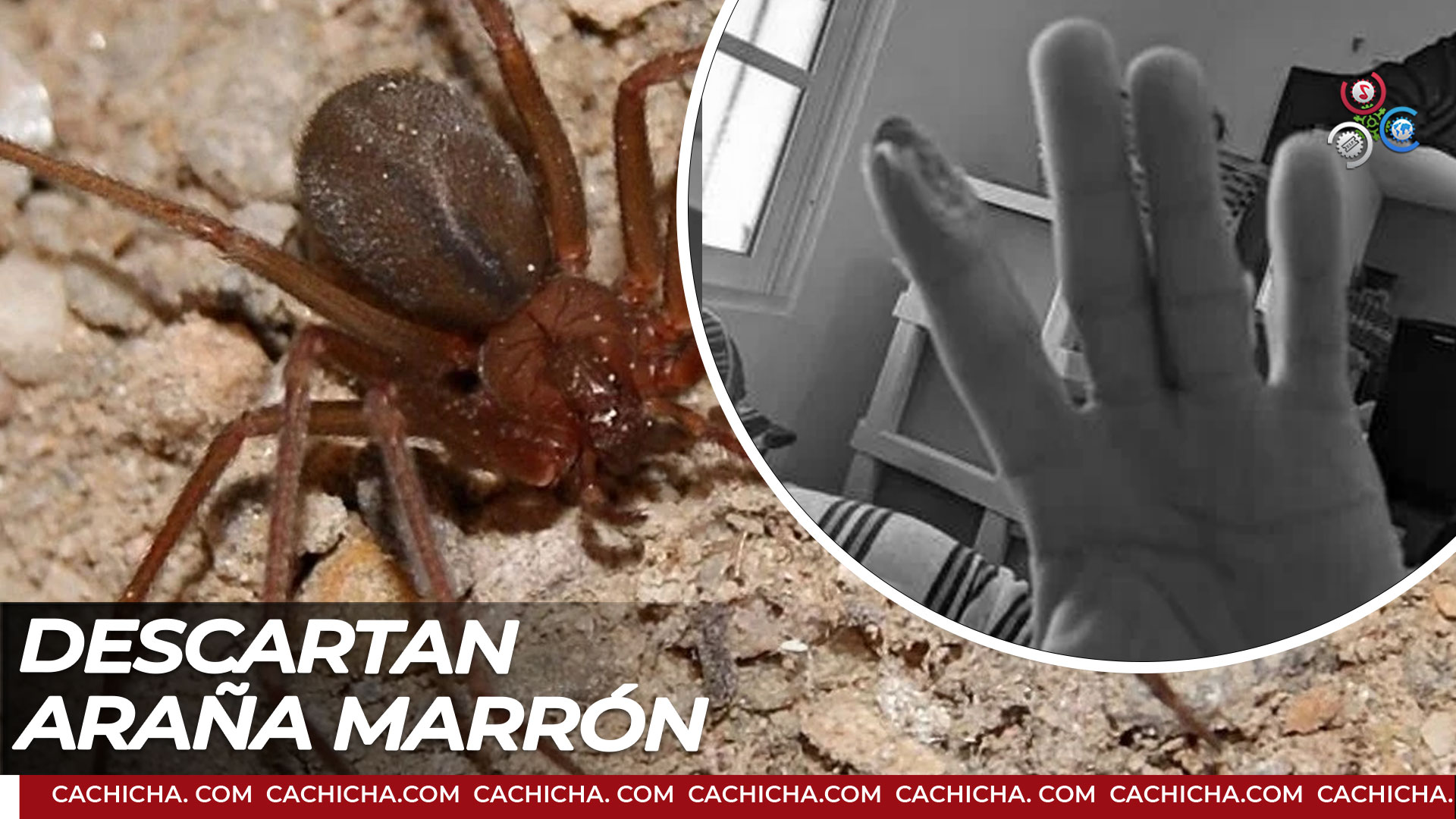 Desconocen Especie Responsable De Mordeduras