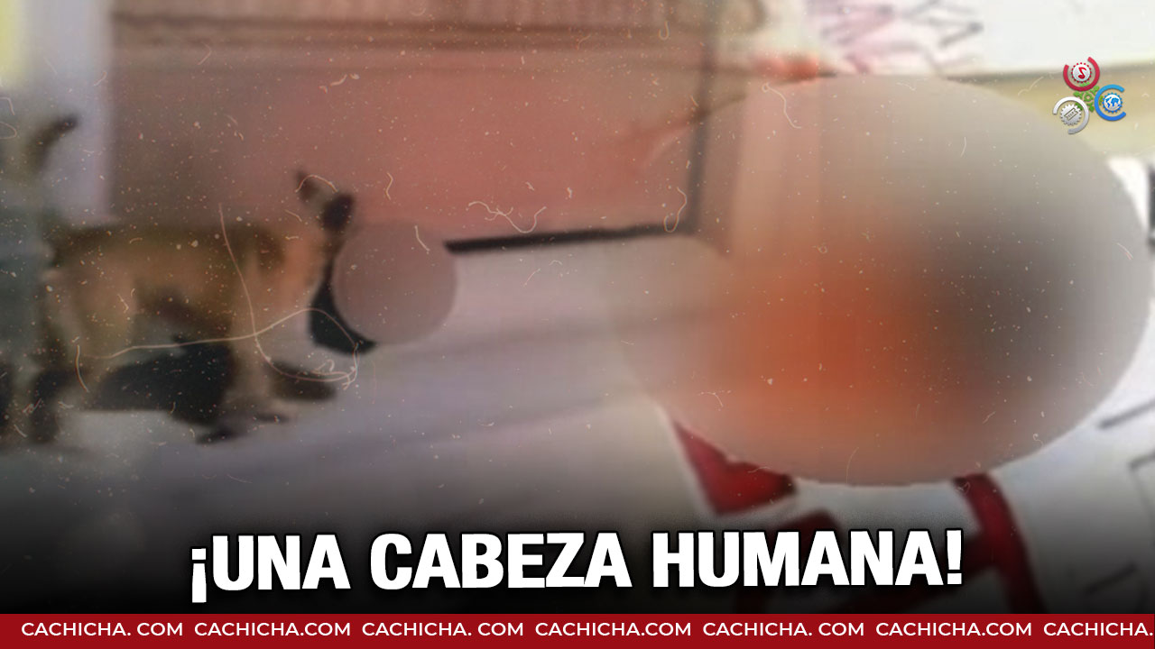 Captan Un Perro Que Llevaba Una Cabeza Humana