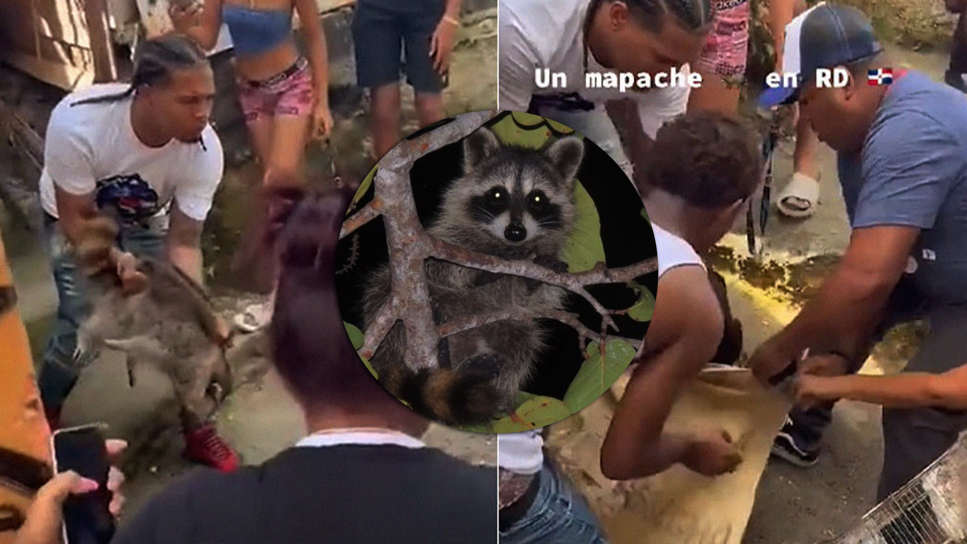 El Mapache Secuestrado En Cristo Rey | El Mapache Más Famosos En RD 