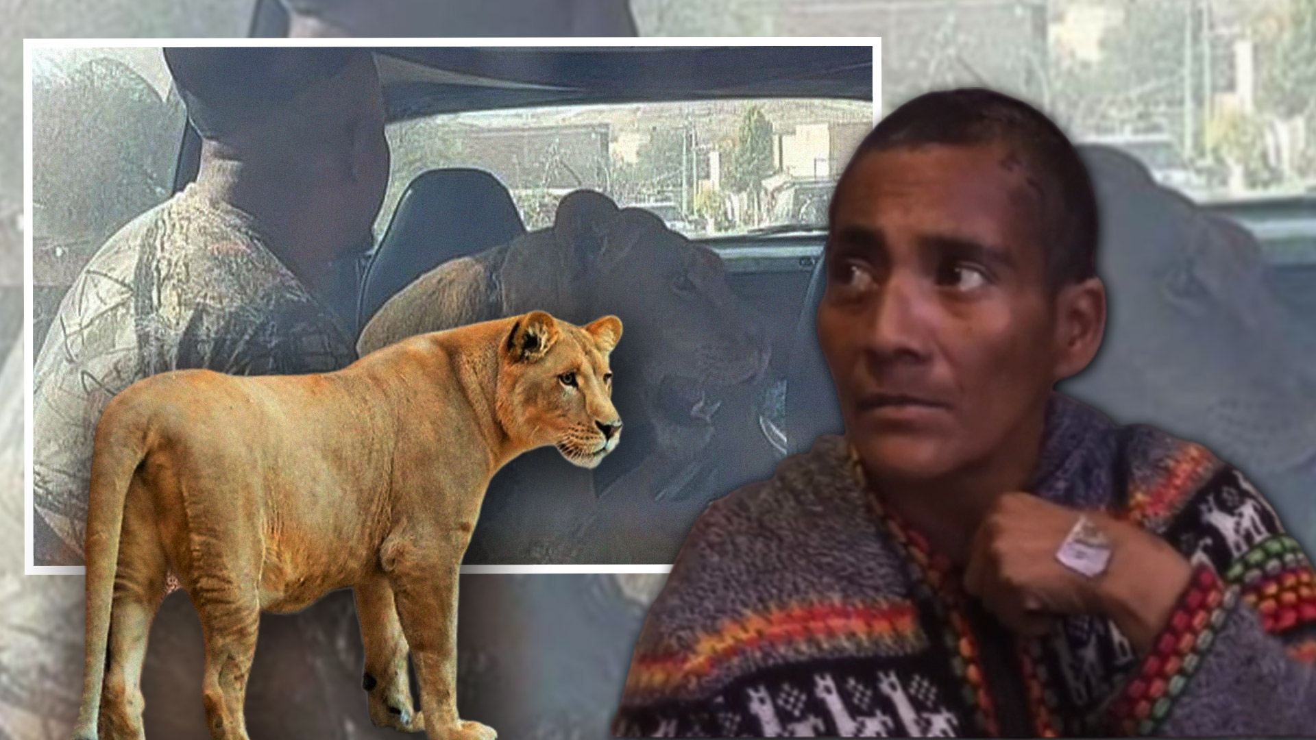 Mujer Cuenta Como Sobrevivió Al Ataque De Una Leona Que Se Escapó De Su Casa | Primer Impacto 