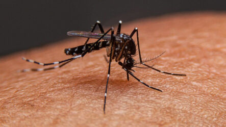 La Chikungunya Vuelve A Atacar A República Dominicana | Matinal