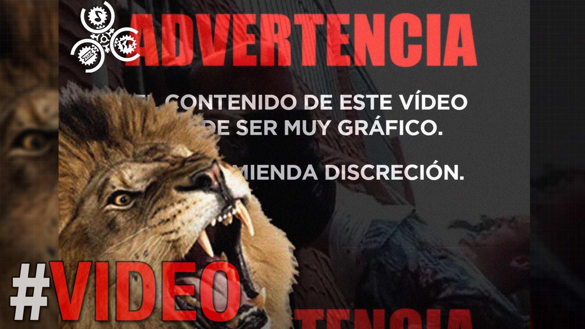 ¡SENSIBLE!: Leones Atacan Un Hombre Tras Acercarse Mucho Para Tomarse Una Foto 
