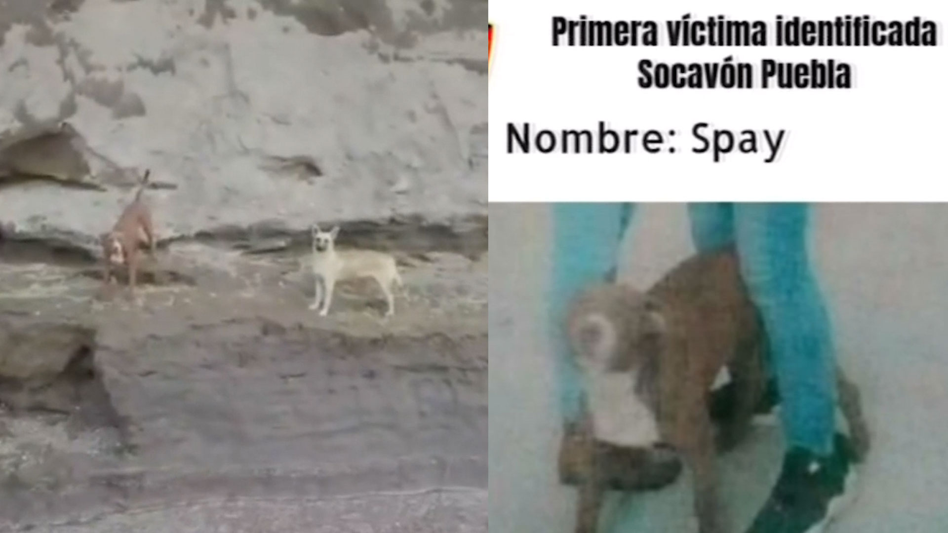 Perros Siguen Atrapados En El Socavón Porque “no Arriesgaran La Vida Humana Por La De Un Animal” 