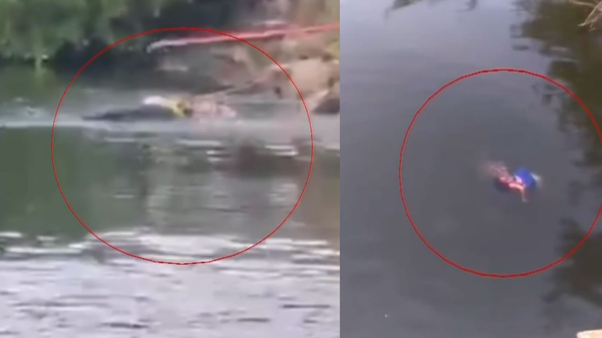 ¡Como Película De Terror! Un Cocodrilo Se Come Una Mujer Mientras Lavaba La Ropa A La Orilla Del Río 