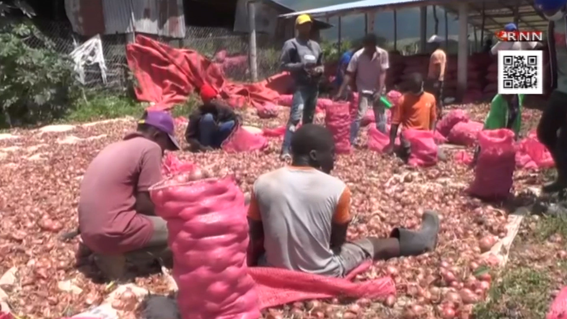 Productores De Cebolla Piden Al Gobierno El Pago De 400 Millones De Pesos 