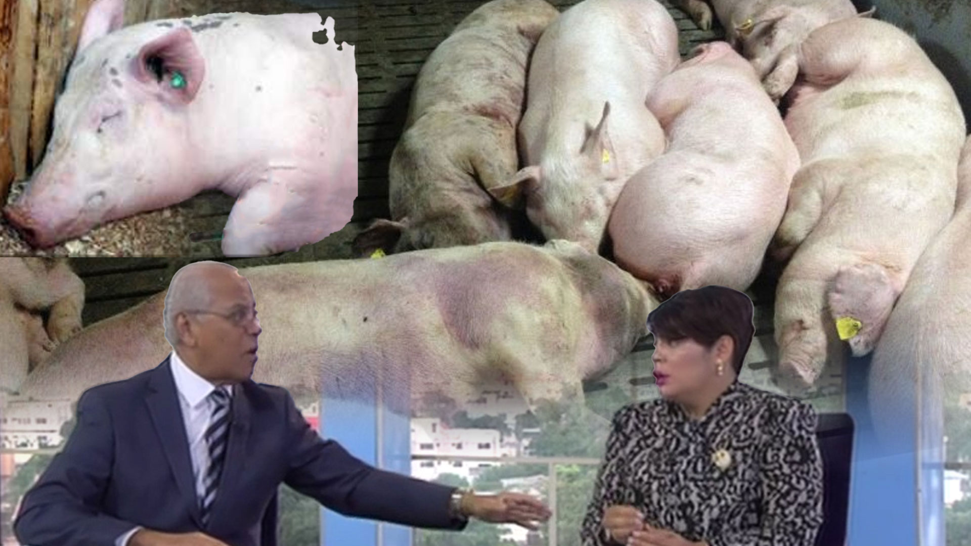 Comunicadores Hablan Sobre La Enfermedad Que Está Afectando A Los Cerdos