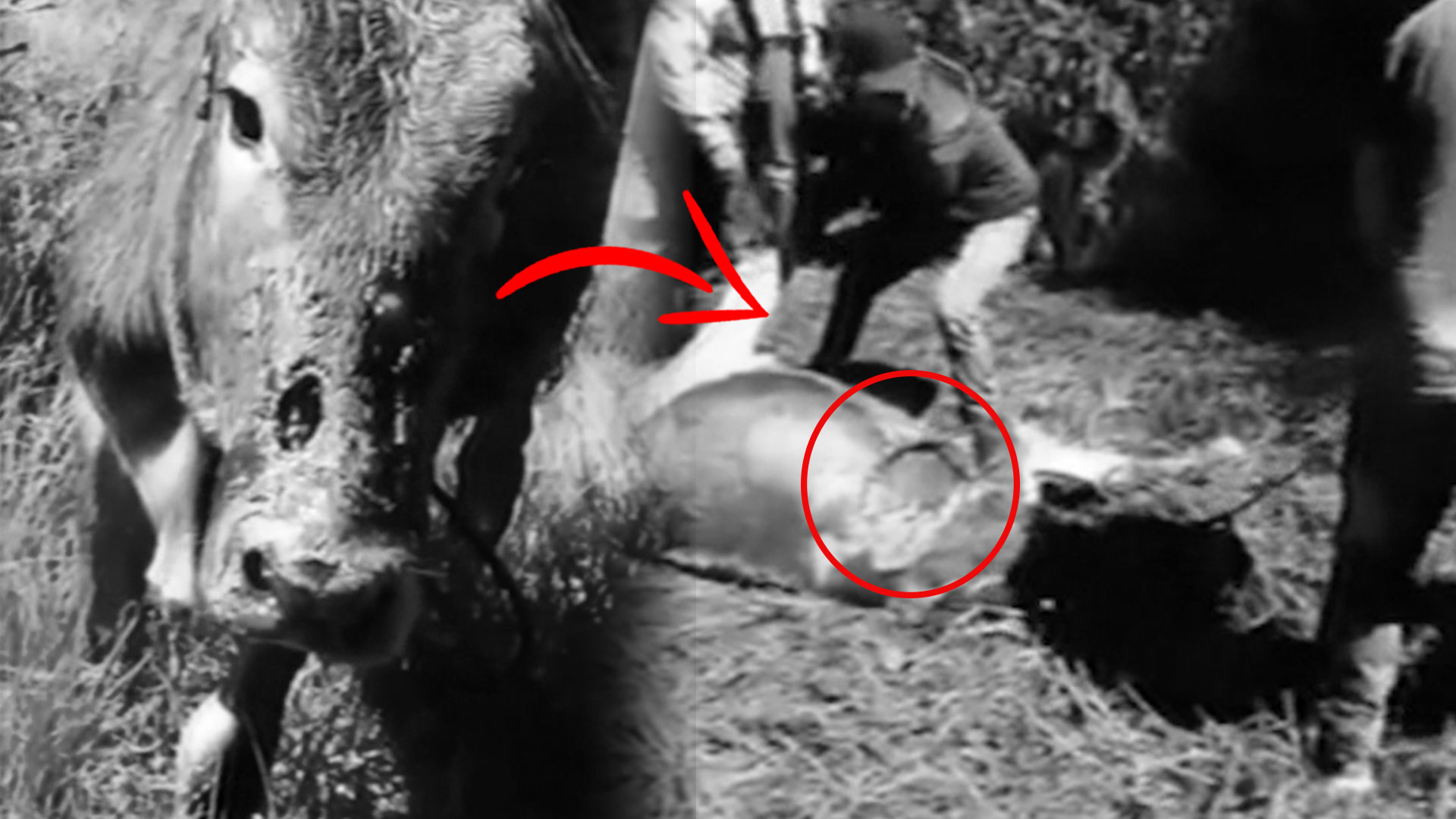 Acusan A Un Chupacabra De Estar Matando Sus Reses