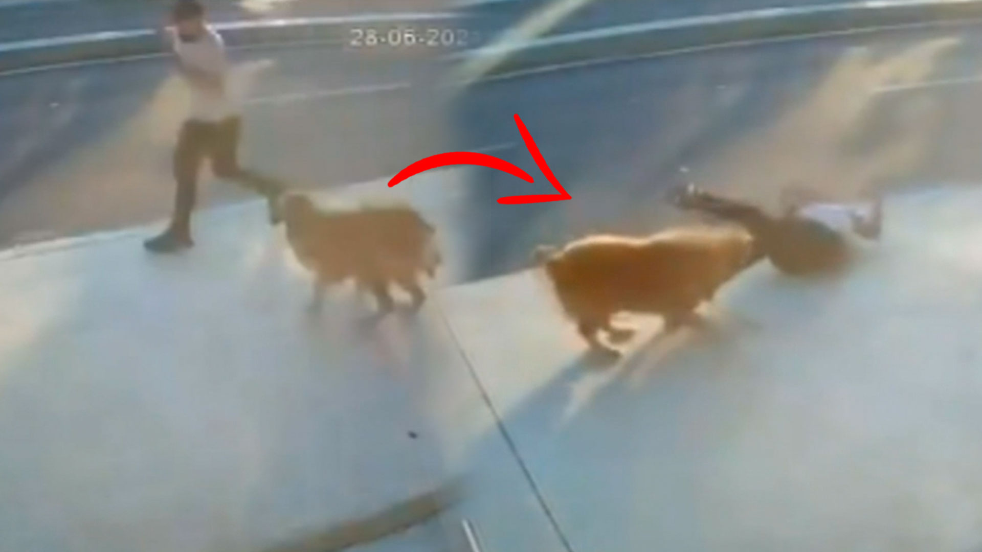 Hombre Va Caminando Por La Calle Y Lo Ataca Un Perro ¡no Creerás Lo Que Le Pasó!