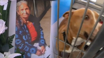 ¡Salvaje Ataque! Cuatro Perros Le Quitan La Vida A Anciana En Su Vivienda
