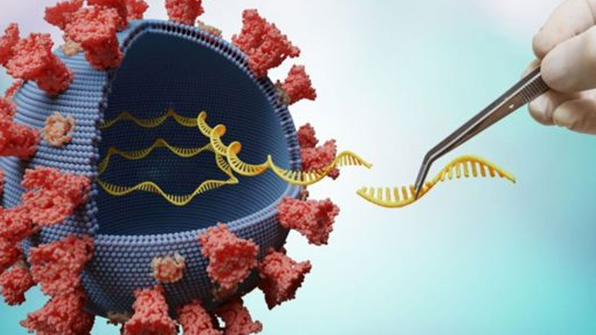 Mañana Darán A Conocer Si En RD Está Presente La Variante Delta