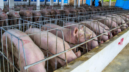EE.UU. Confirma La Existencia De Peste Porcina Africana En RD