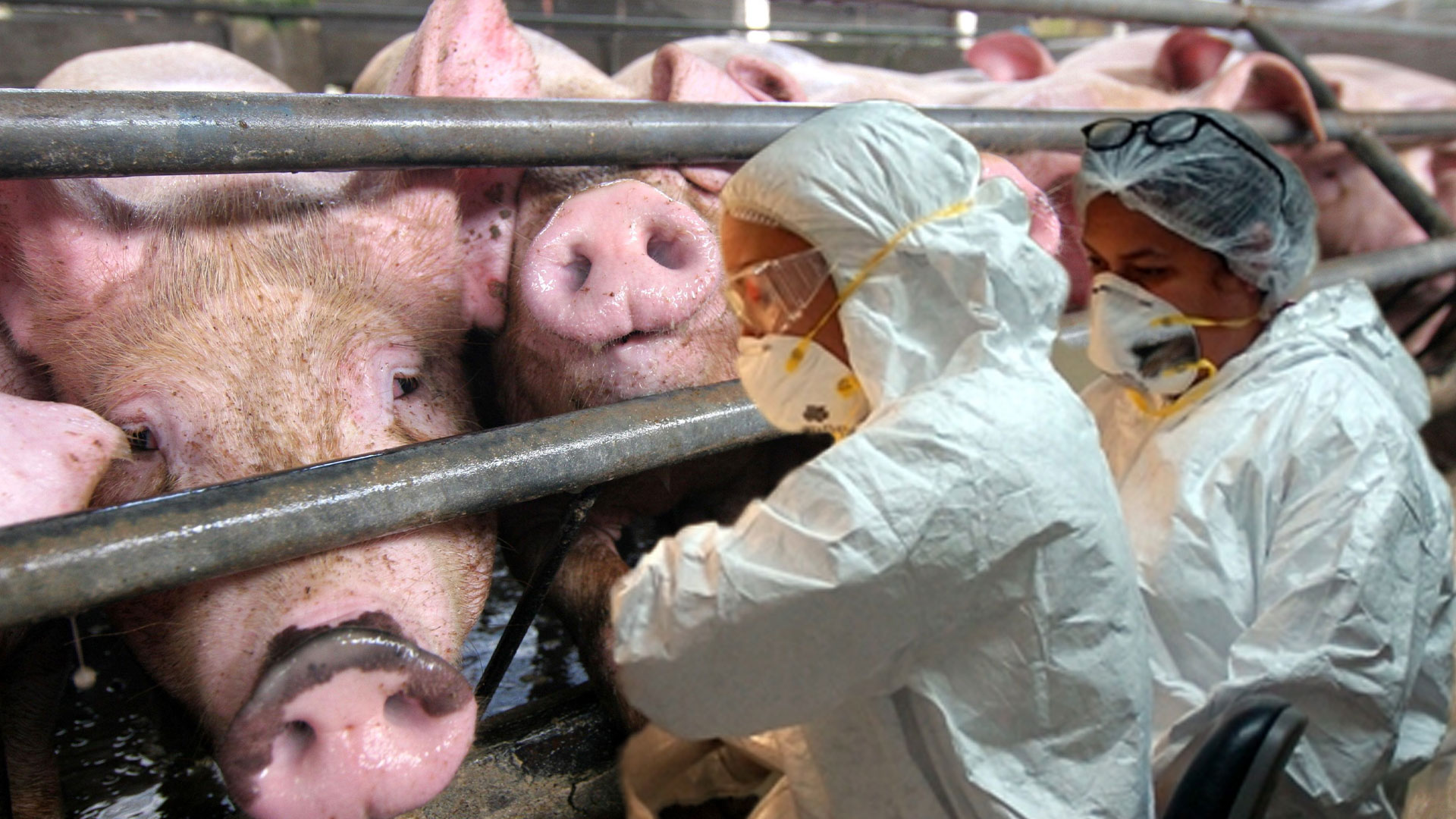 Autoridades Agropecuarias Confirman Fiebre Porcina Con El País