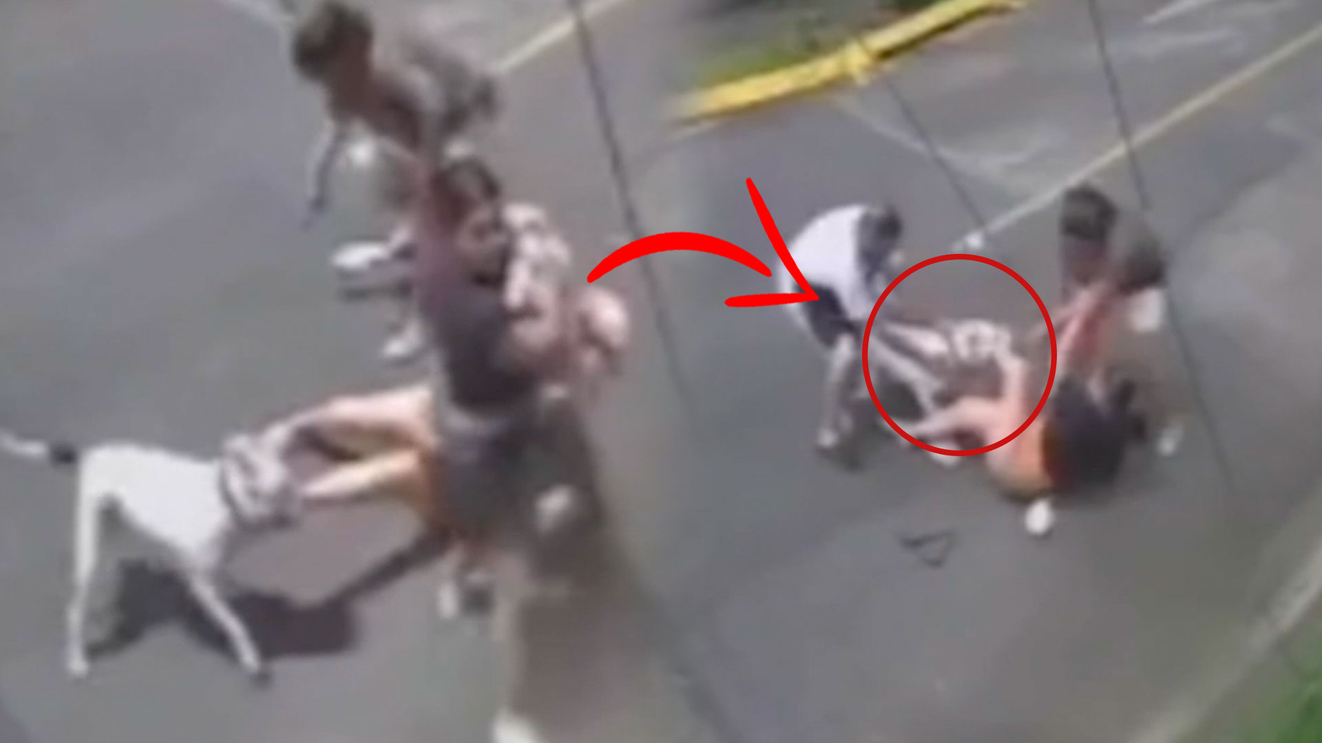 Mujer Es Atacada Brutalmente Por Un Perro ¡Aquí Los Detalles!
