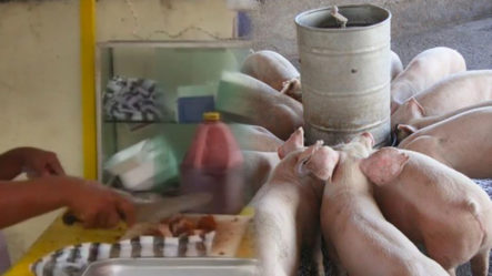 Comerciantes Del Chicharrón Expresan Su Situación Por La Peste Porcina