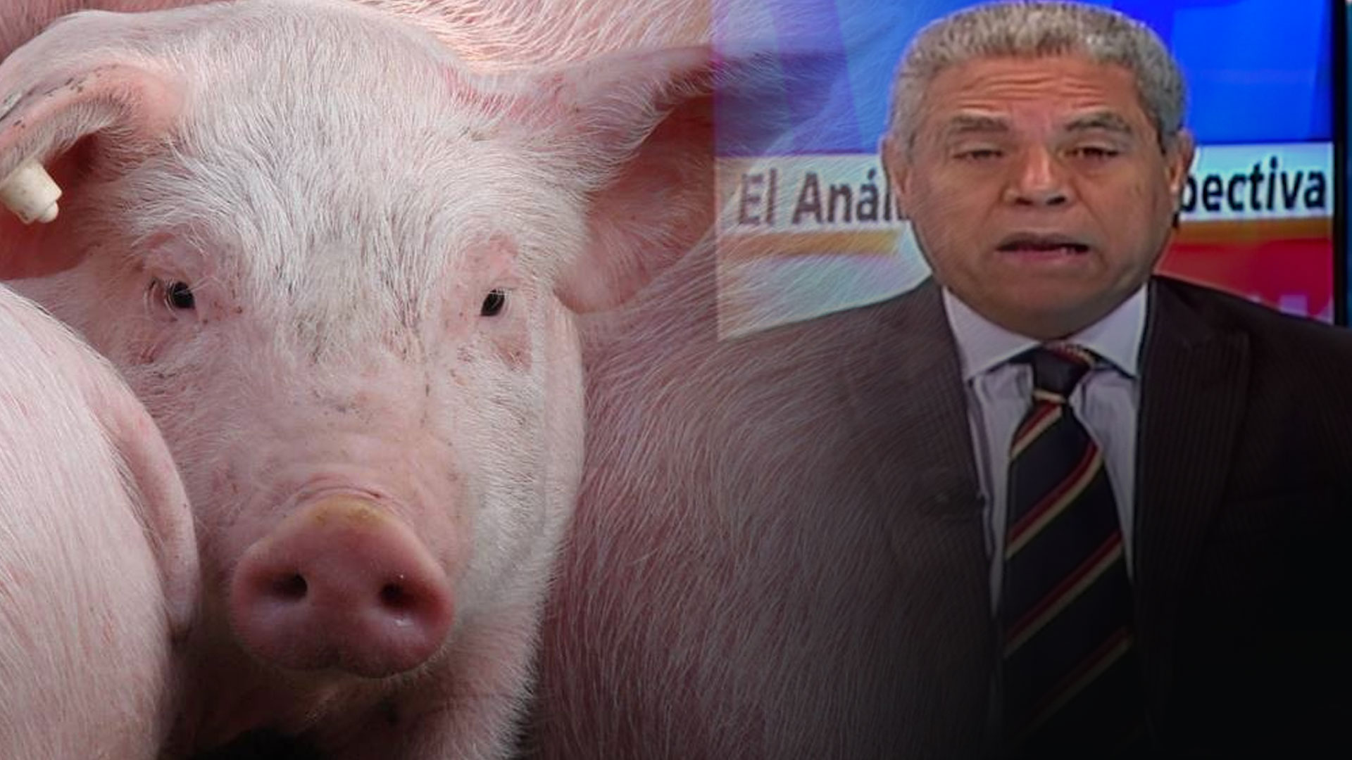 Las Novedades Sobre La Peste Porcina Africana ¡Aquí Los Detalles!