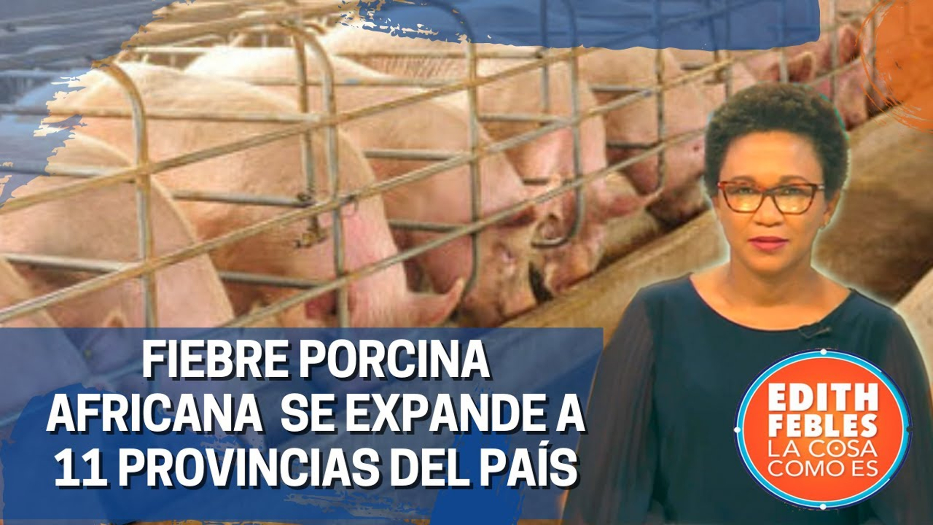 Fiebre Porcina Africana Se Expande A 11 Provincias Del País