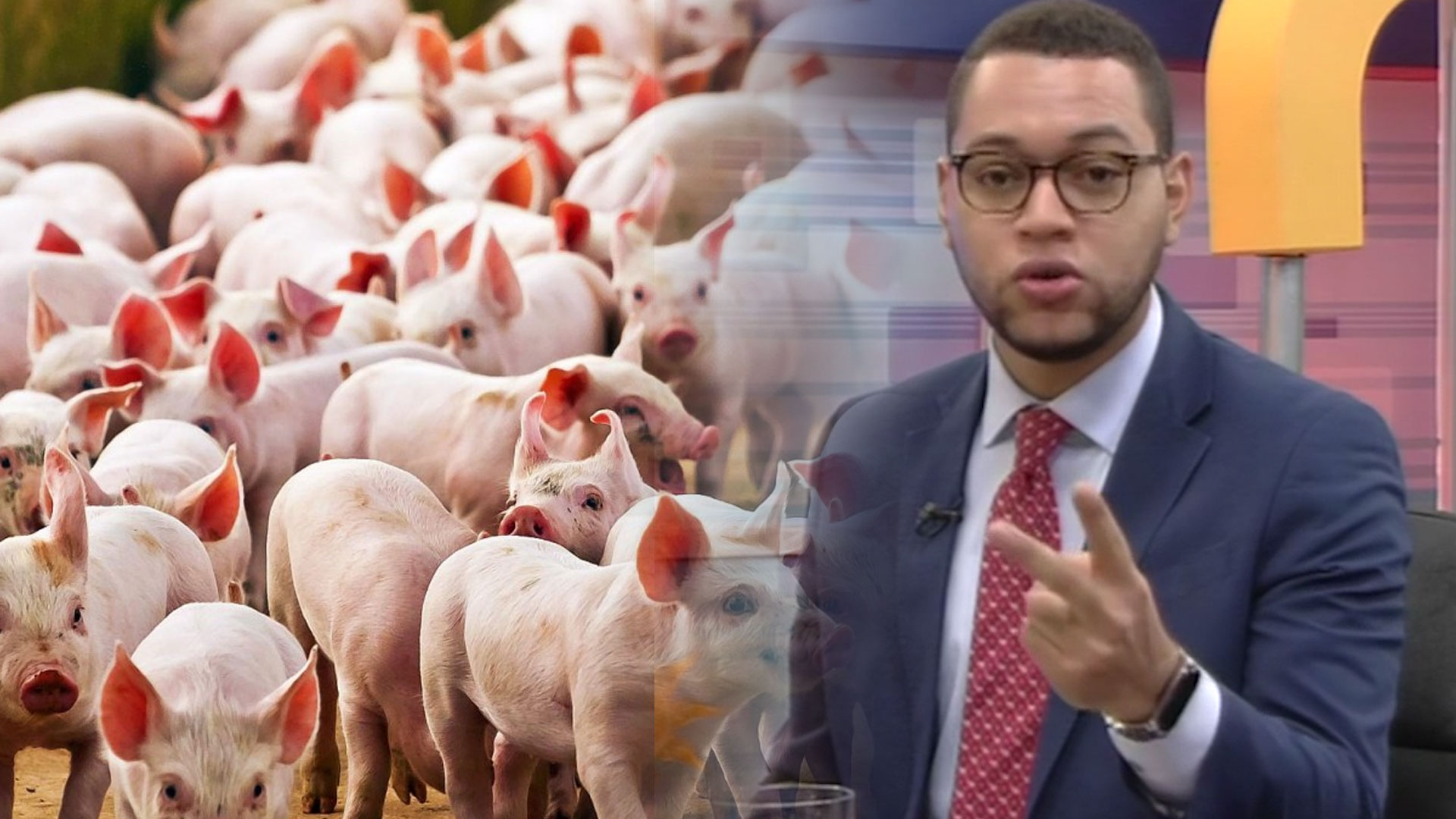 Rep. Dom. Empezó A Sacrificar Cerdos Que Padecen De La Peste Porcina Africana 