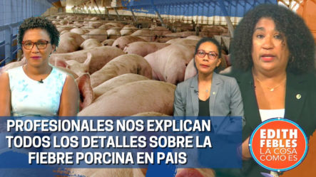 Profesionales Nos Explican Todos Los Detalles Sobre La Fiebre Porcina En El País