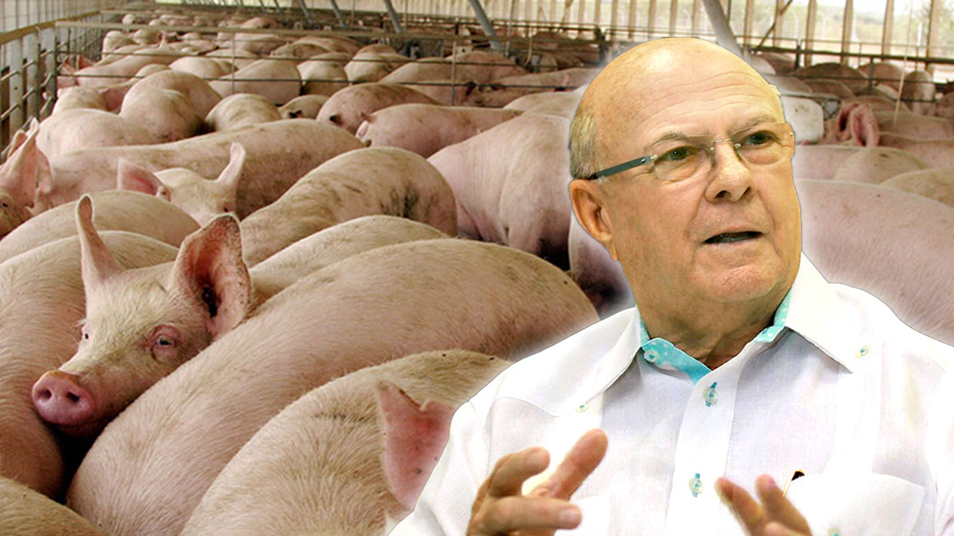 Hipólito Mejía Dice Que Es Manejable La Fiebre Porcina En El País