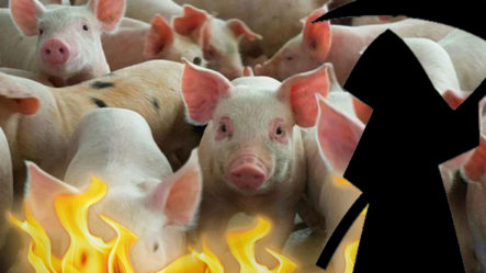 ¡De Terror! La Posible Matanza Masiva De Cerdos Por La Peste Porcina 