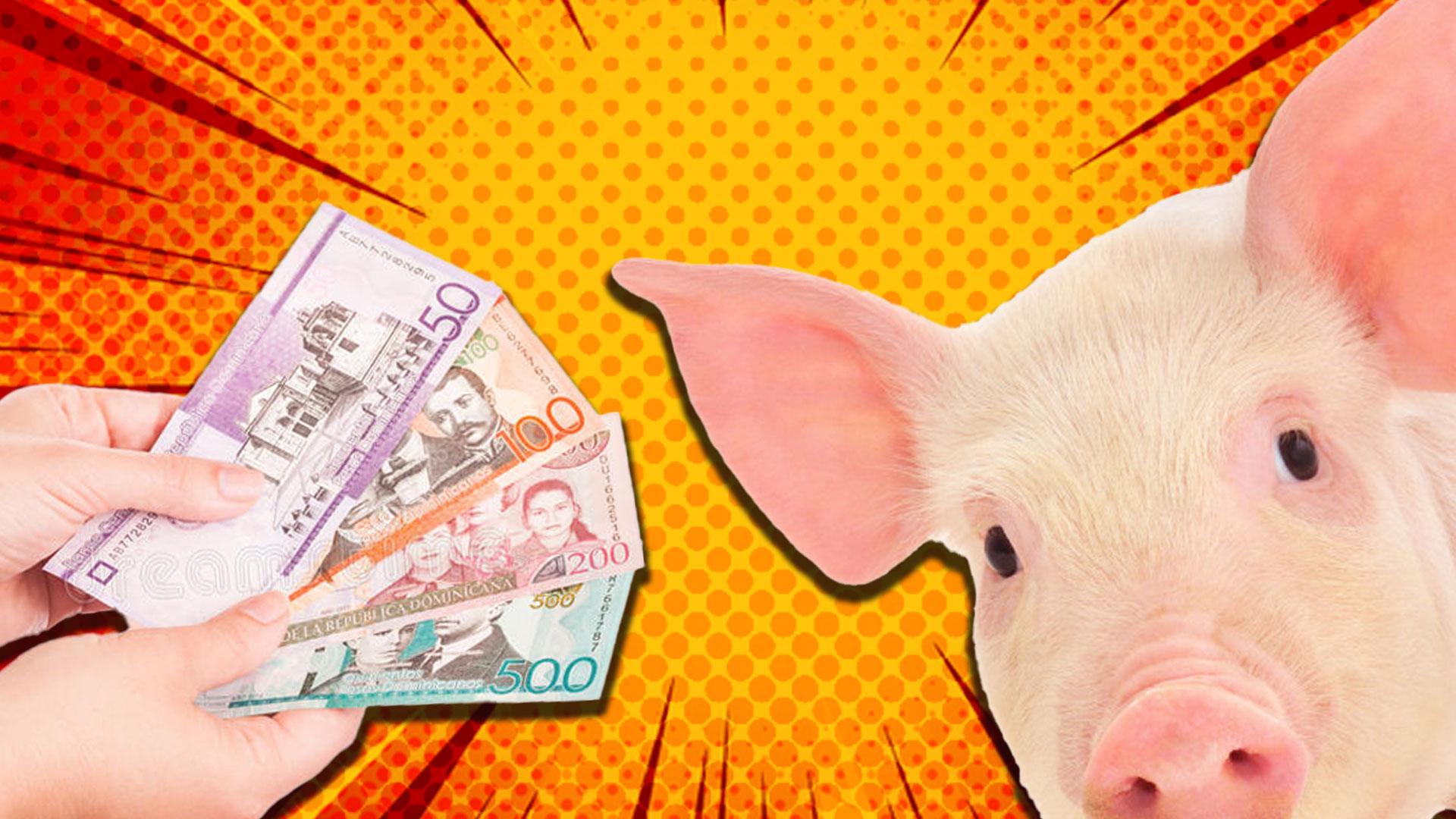 El Gobierno Empieza Hoy El Pago Por Los Cerdos Sacrificados