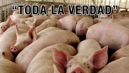 Fuerte Llamado Al Presidente Tras Especulaciones De Boicot Con La Peste Porcina 