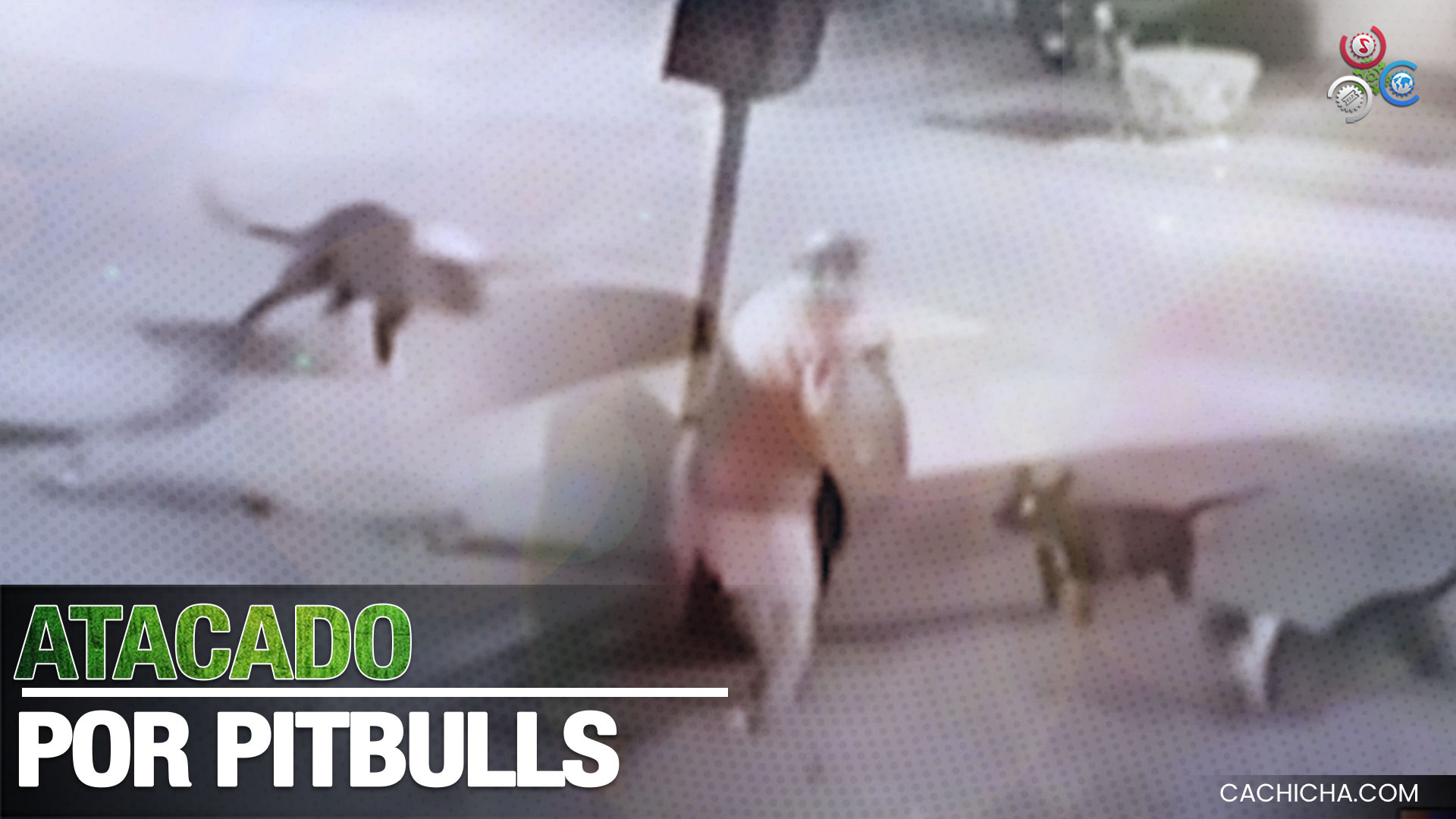 Captado Hombre Que Fue Atacado Por Dos Pitbulls