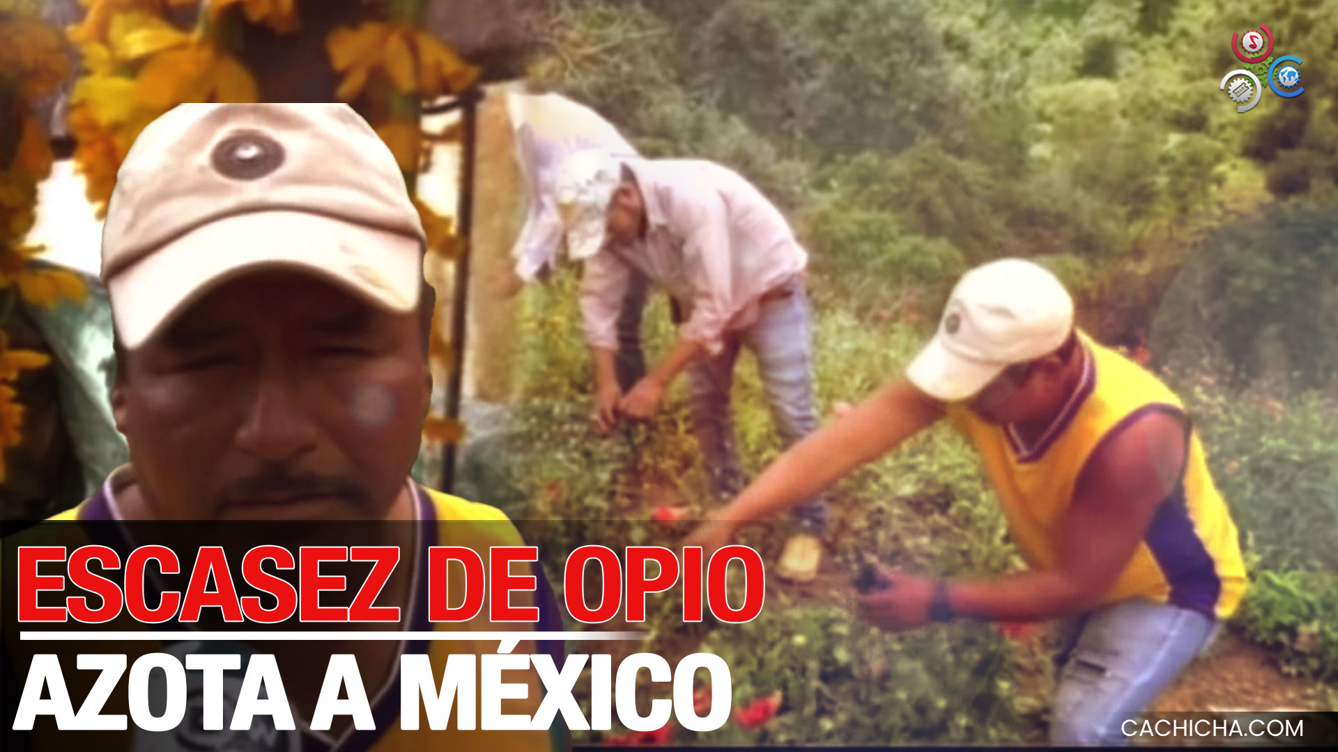 Detalles De La Crisis Del Opio Que Azota A México