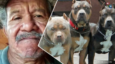 Hombre Muere Tras Ser Atacados Por Siete Perros Pitbull