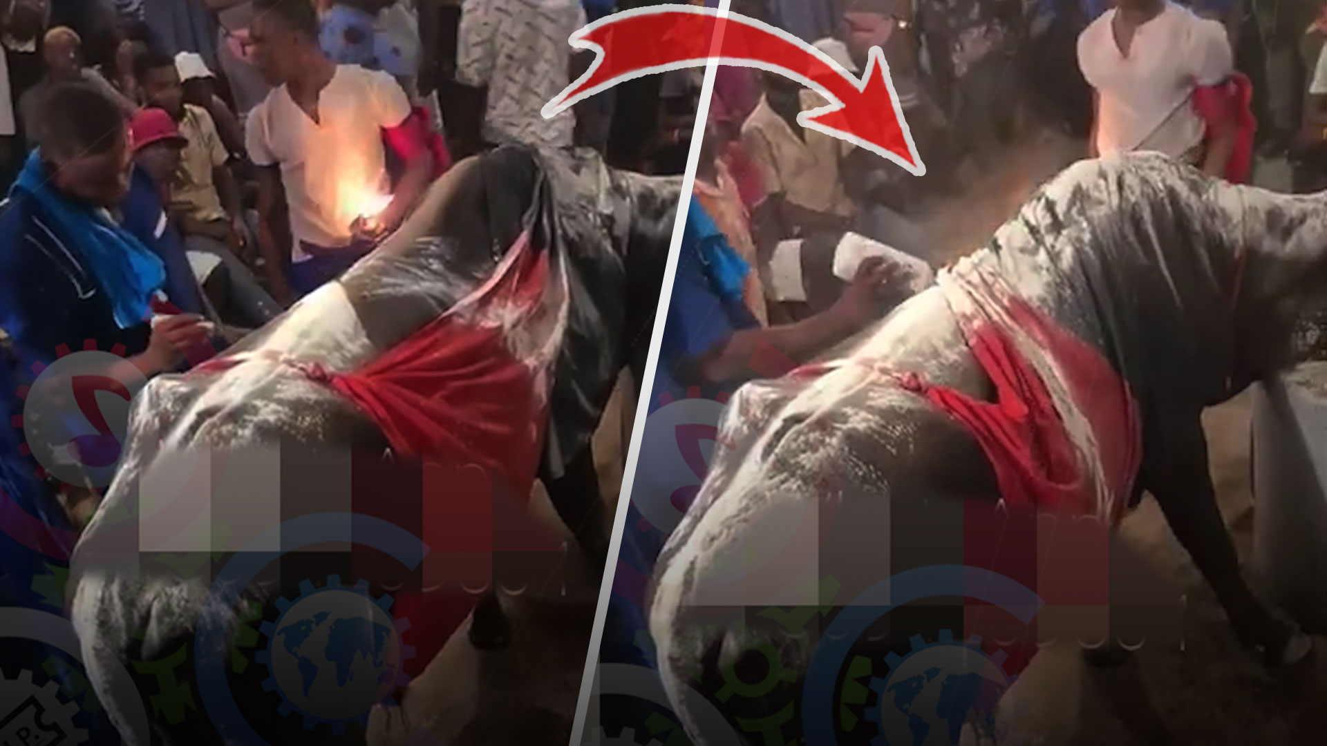 Graban Haitianos Haciendo Brujería Con Un Toro | Para Amarres Y Destruir Enemigos  