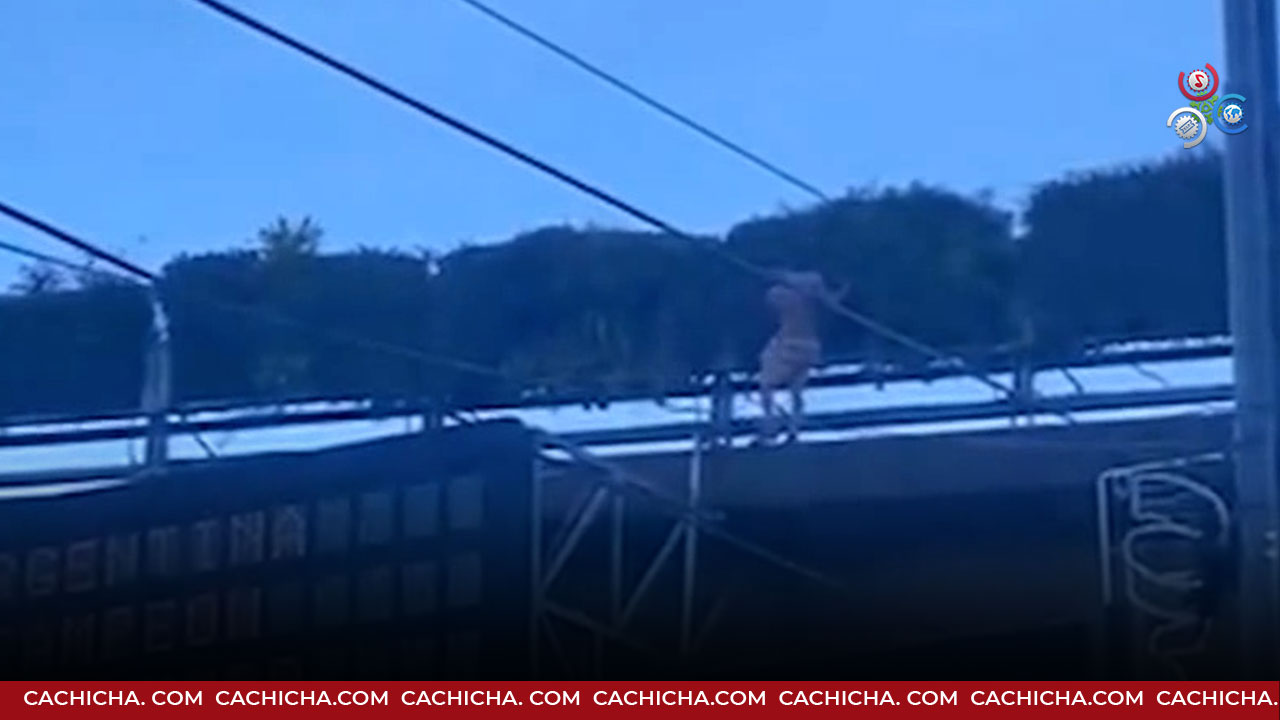 Momento En Que Fanático Argentino Se Cae De Un Puente Y Sobrevive
