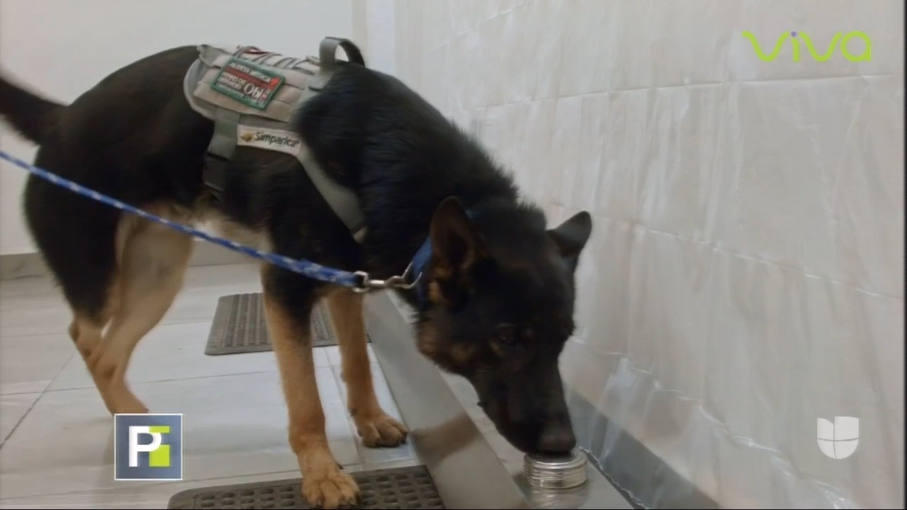 Conoce Los Perros Que Detectan El COVID-19