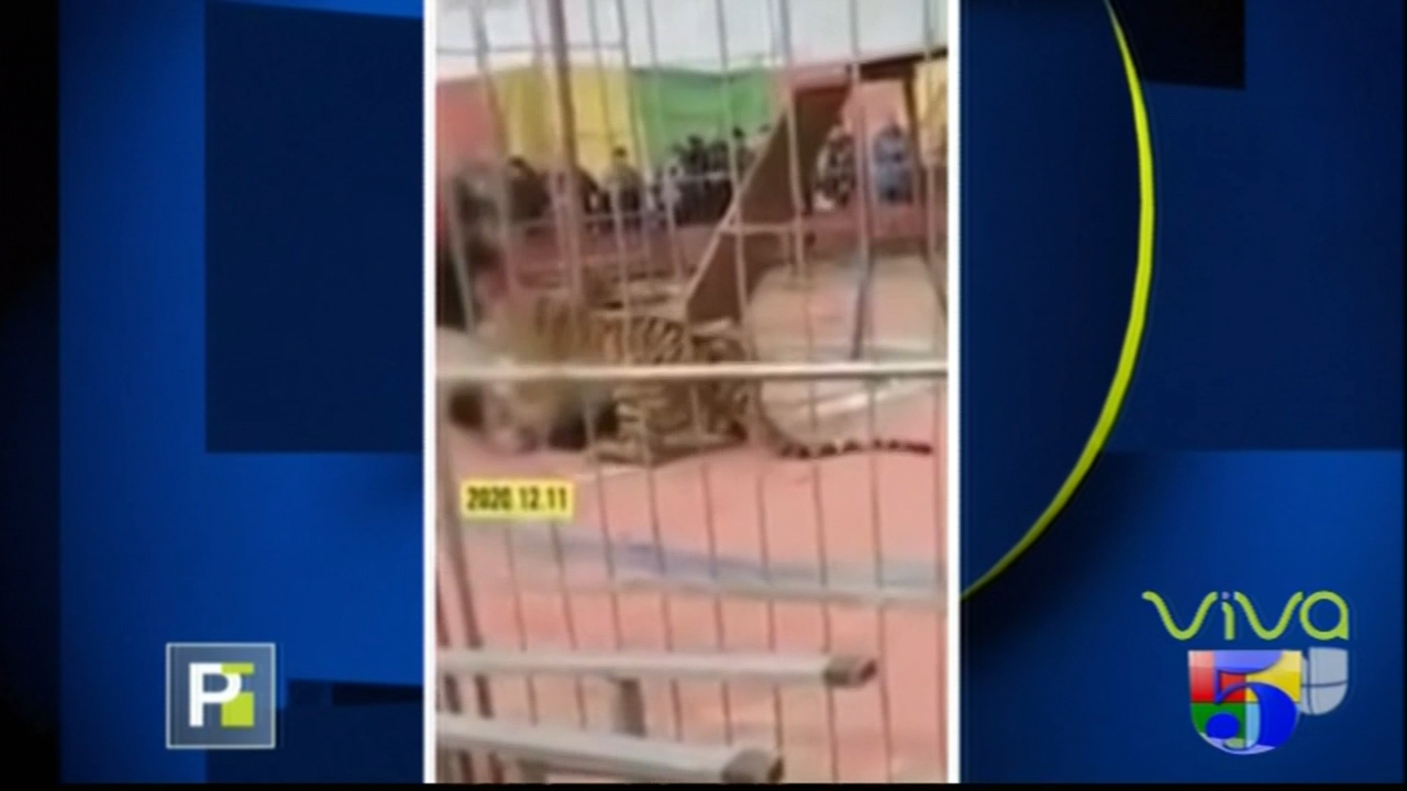 Momento En Que Un Tigre Ataca Su Domador