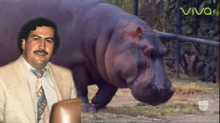 Los Hipopótamos De Pablo Escobar Están Acabando En Colombia