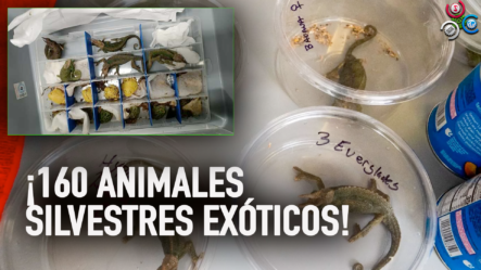Arrestan Hombre Con 160 Animales Exóticos En Aeropuerto De Perú