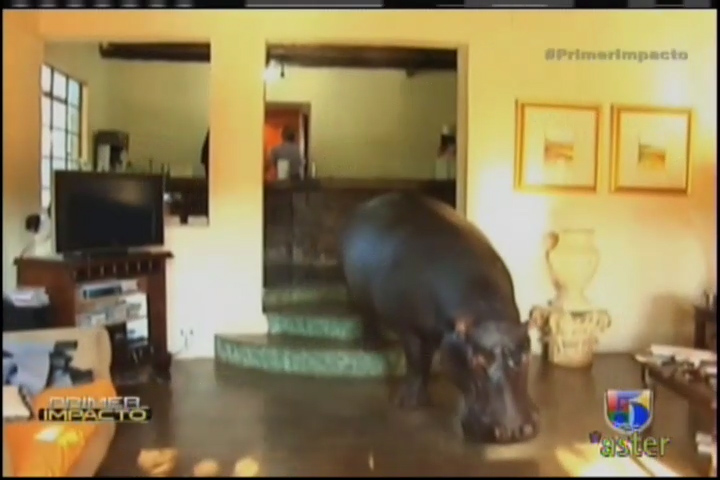 Conosca Al Primer Hipopótamo Domesticado Del Mundo #Video