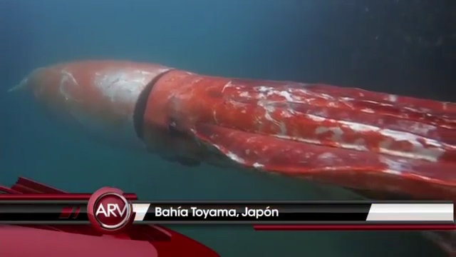 Avistan Calamar Gigante En China #Video