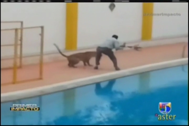 Captado En Video Leopardo Ataca A Varios Empleados De Una Escuela En La India #video