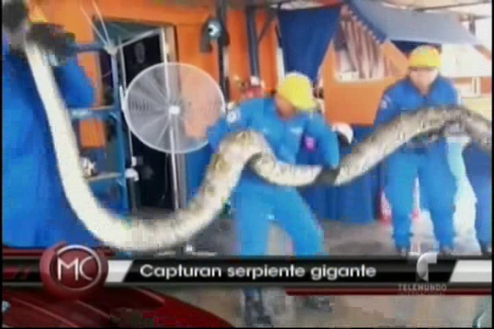 Capturan Gigante Serpiente En Malasia