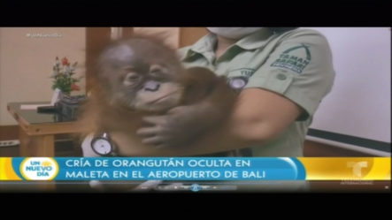 Cria De Orangutan Oculta En Maleta En El Aeropuerto De Bali