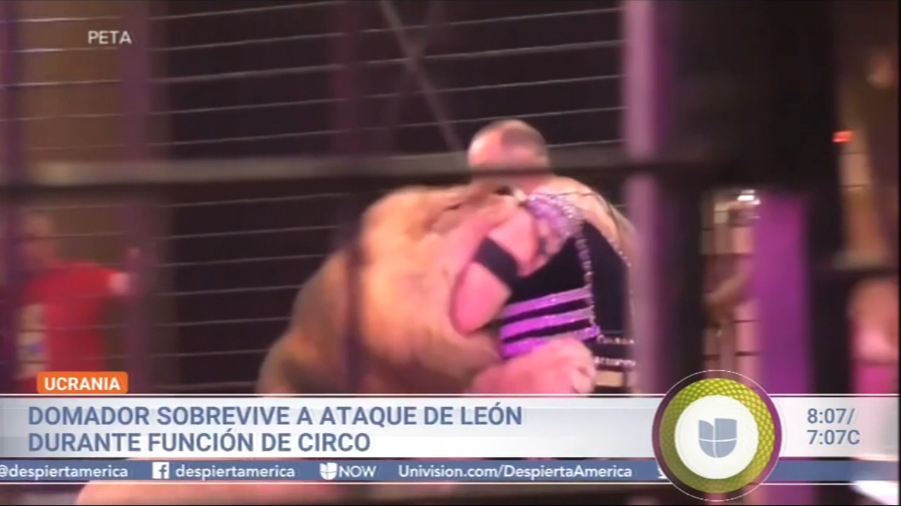 Domador Sobrevive A Ataque De León Durante Función De Circo